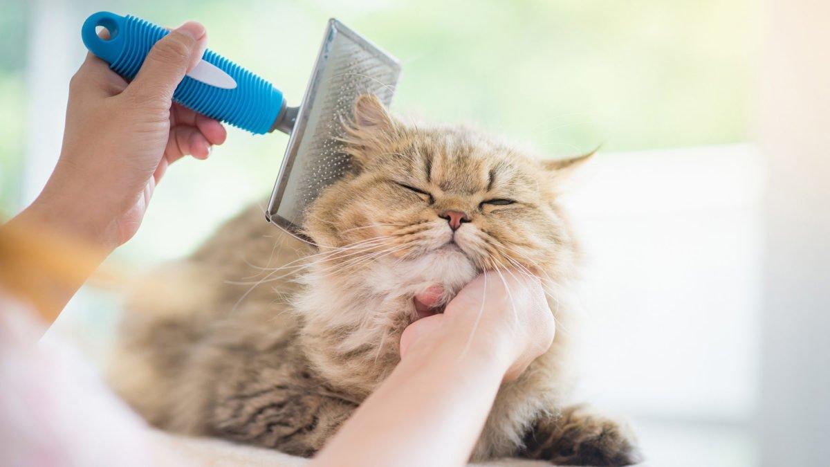 Tips Cara Merawat Dan Membuat Bulu Kucing Halus