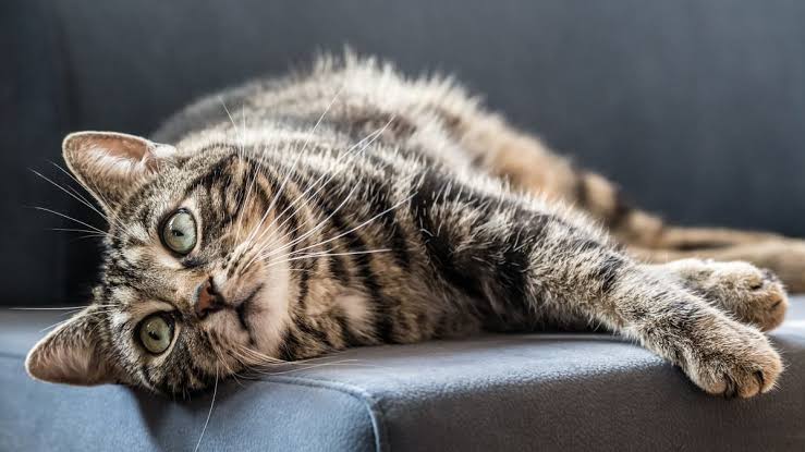 Bahaya, Segera Obati Cacingan Pada Kucing